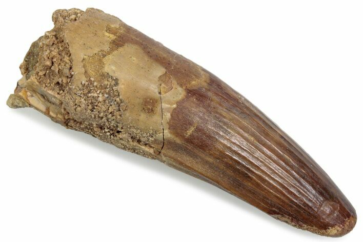 Fossil Spinosaurus Tooth - Real Dinosaur Tooth #376573